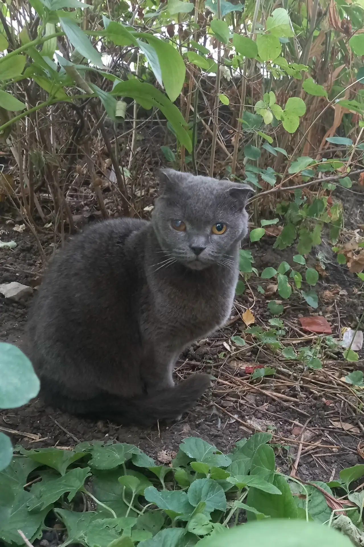 Чья потеря? Породистая, явно домашняя кошечка. Напугана, несколько дней выманивала ее и...
