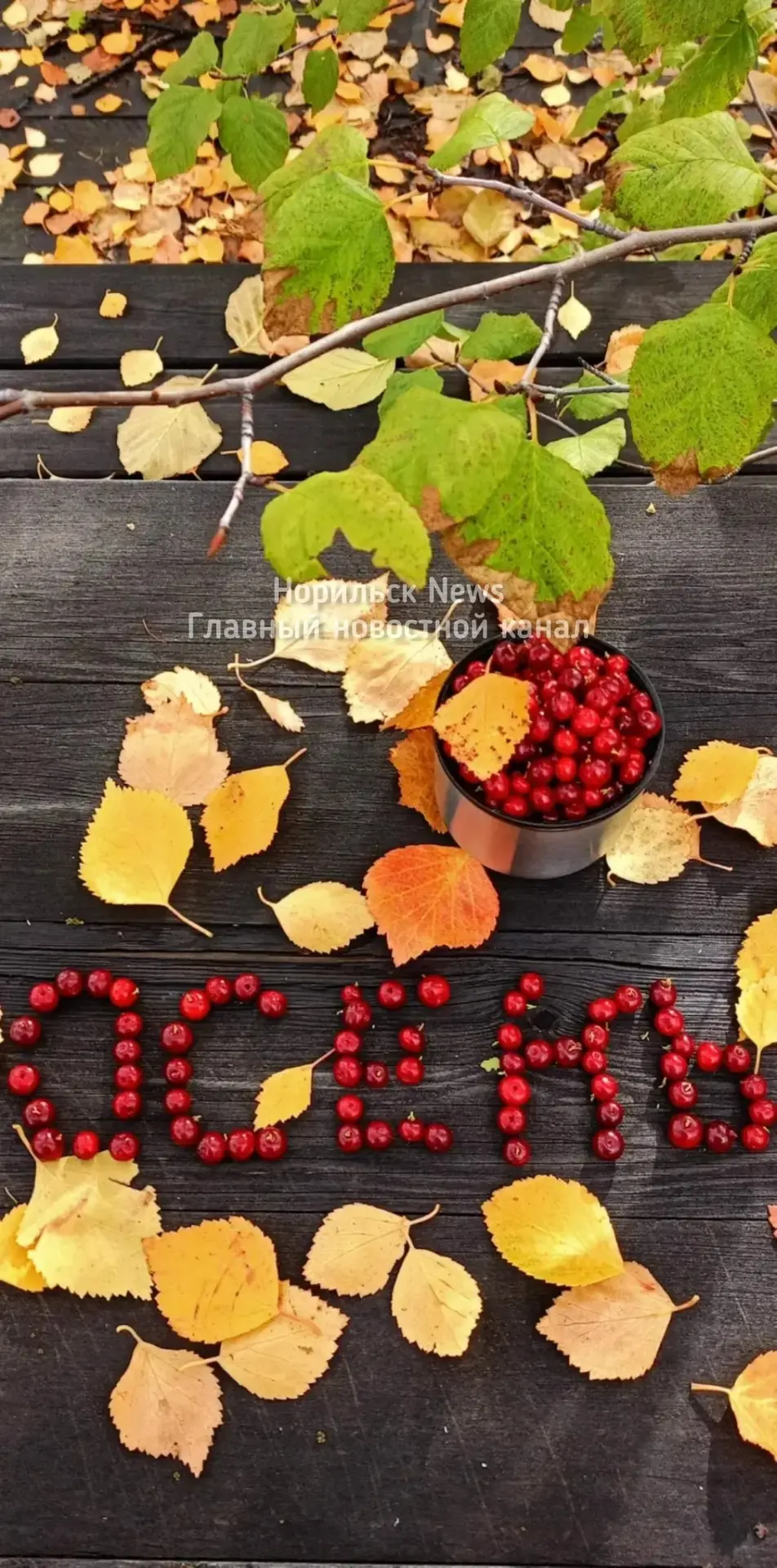 🍂Осень в Норильске. Добавим вам брусничного настроения!
