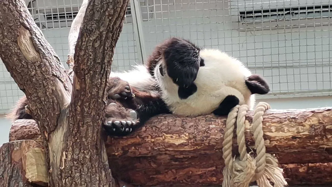 🐼Катюша тоже устала к концу рабочей недели