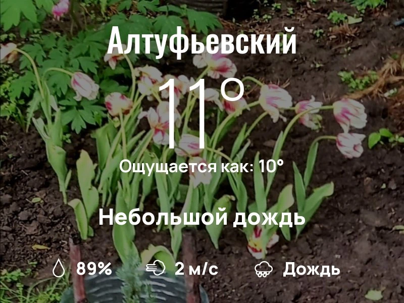 Что с погодой в Алтуфьевском?