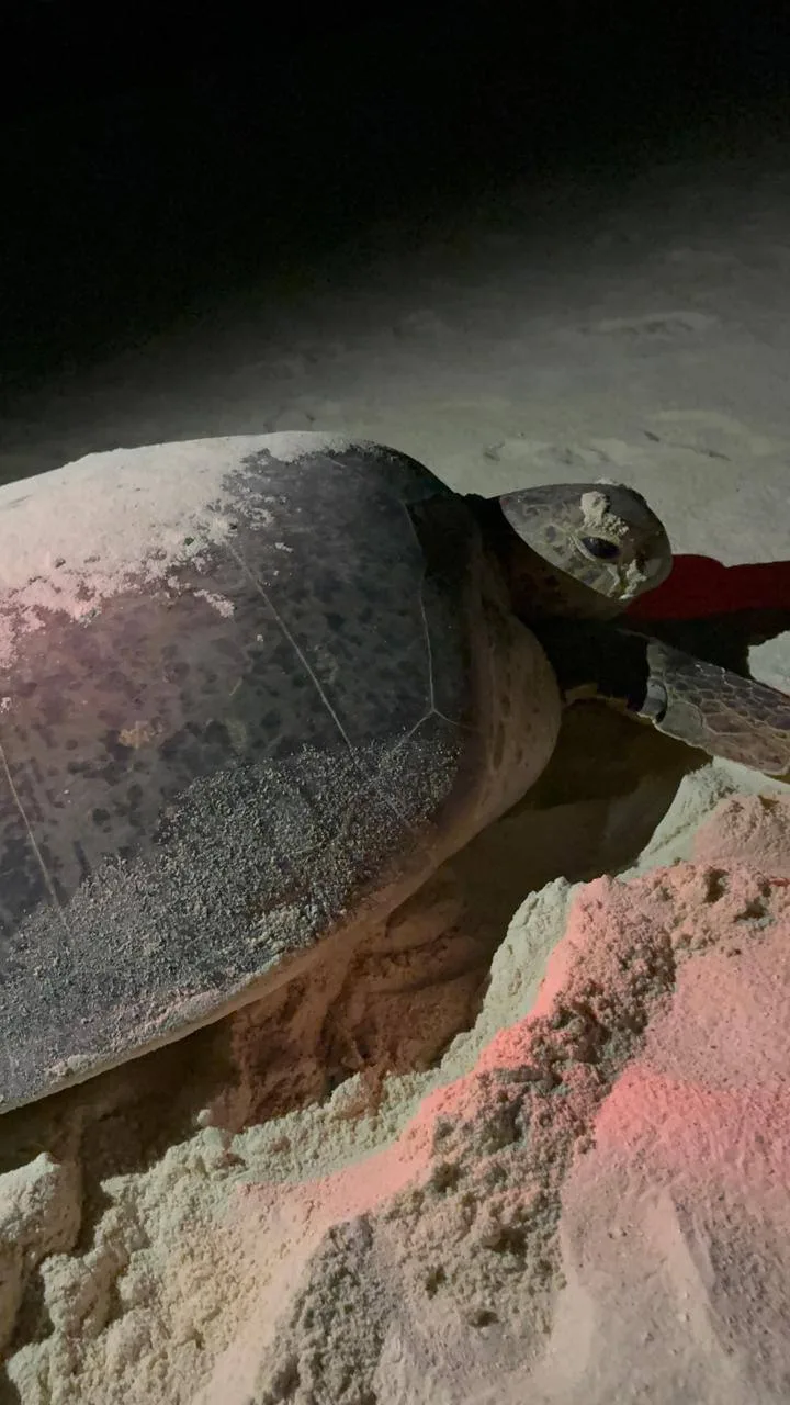 🐢Ночью мы увидели как Черепахи на Мальдивах откладывают яйца