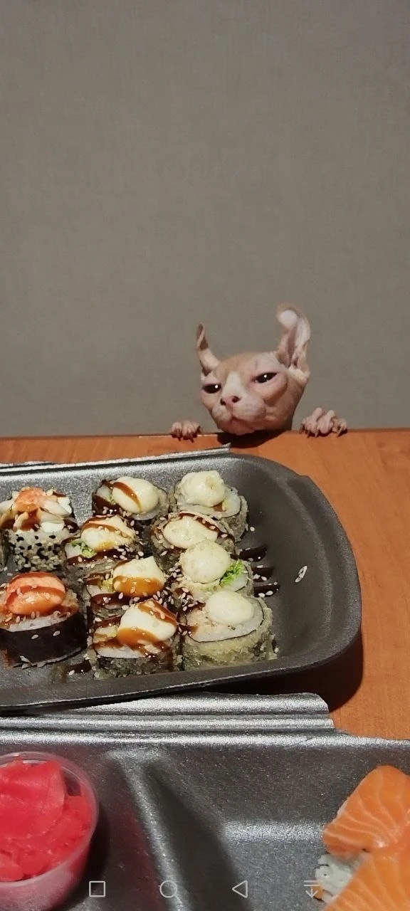Котейка наших подписчиков который очень сильно любит суши 🍱