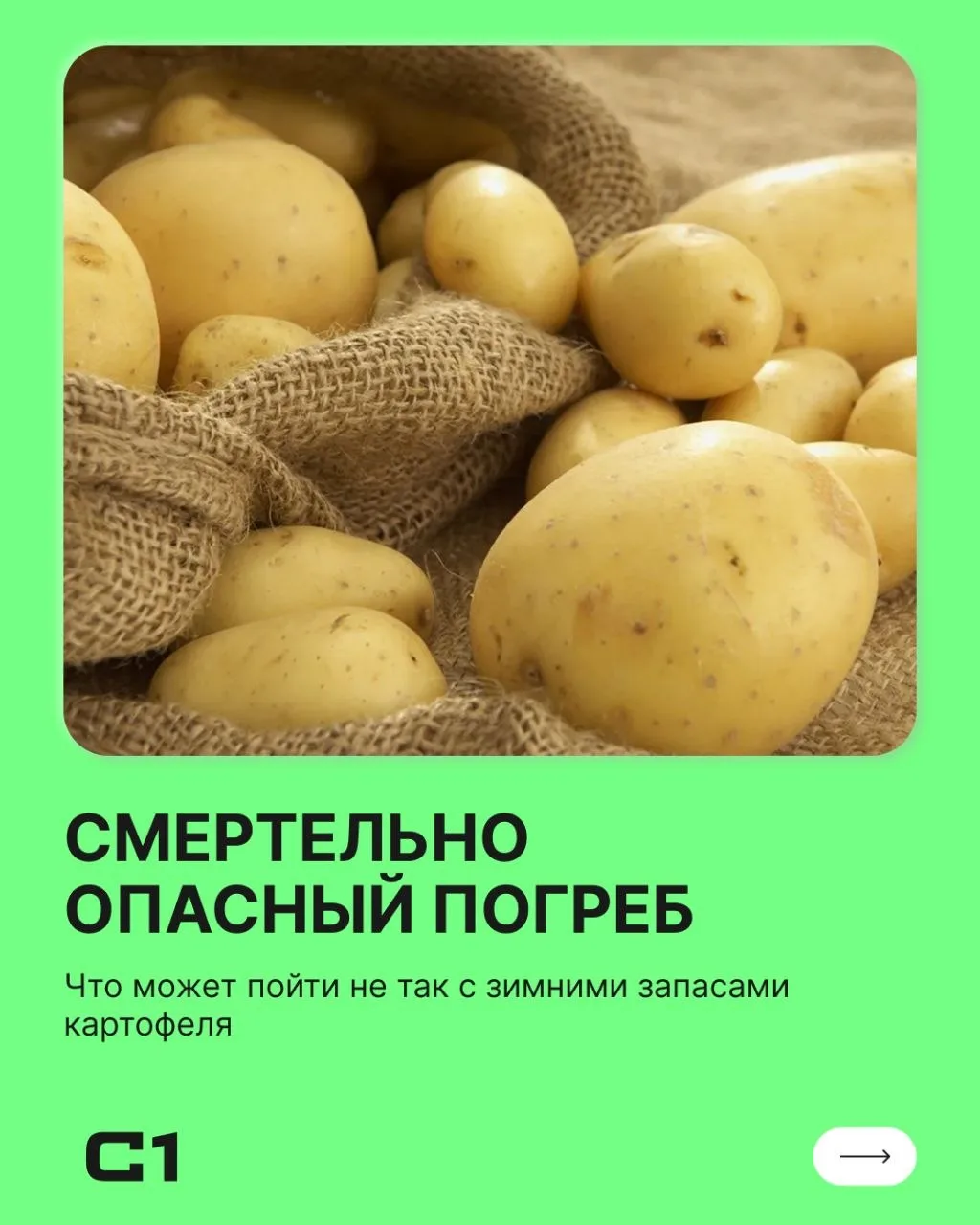 «Тихий убийца» в вашем погребе: почему запасы картофеля могут стоить жизни целой семье 🚨