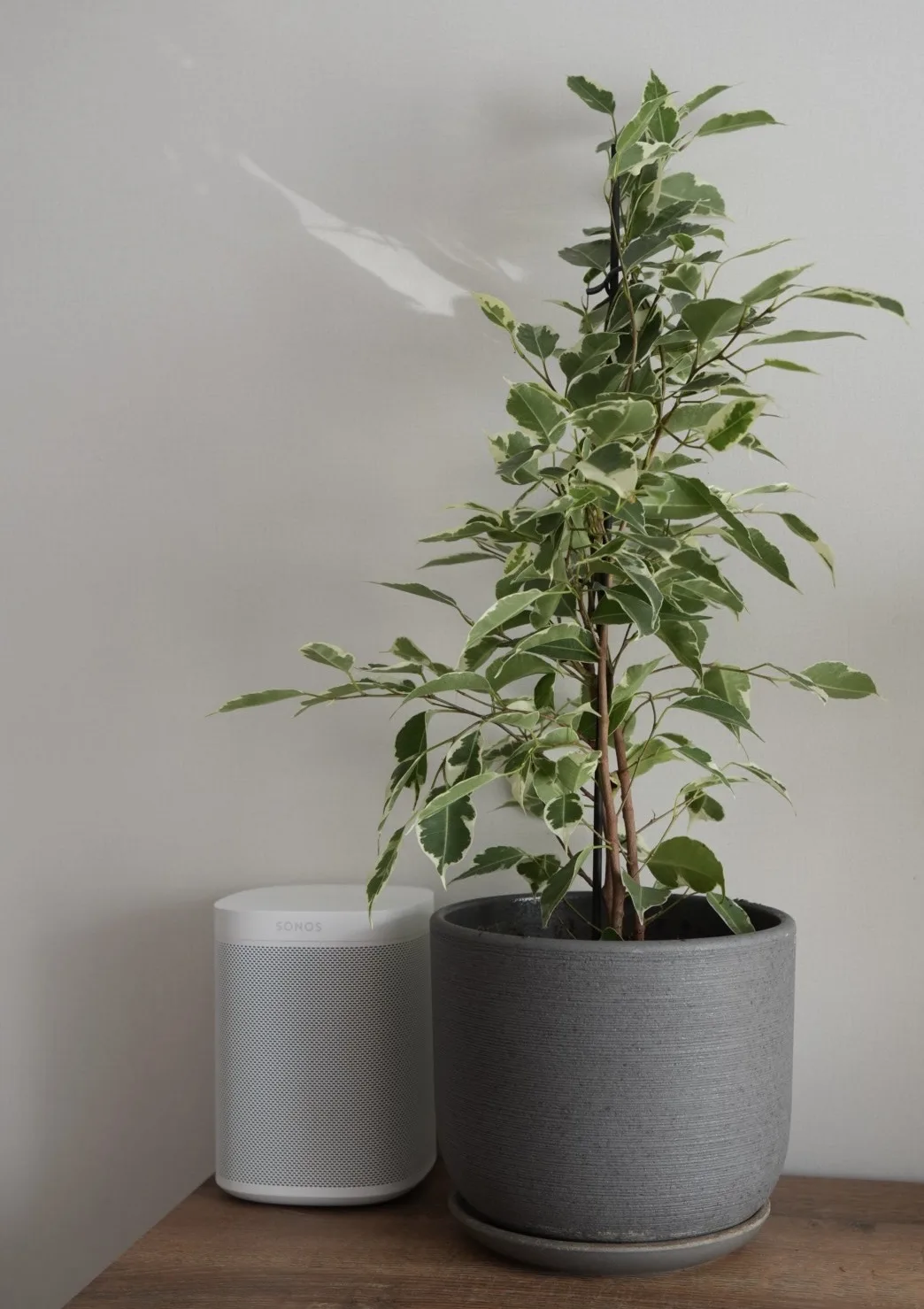 2 новые зеленушки 🌿☘️