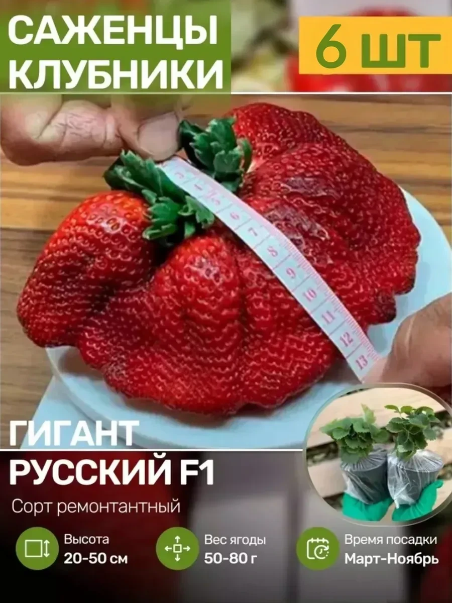 ✨ Саженцы Клубники многолетние морозостойкие ПосадиКa