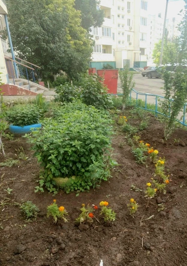 🏡 Жители домов N63 и  N63/1 по пер. Грановский,🌻 оживили свою придомовую территорию, ...