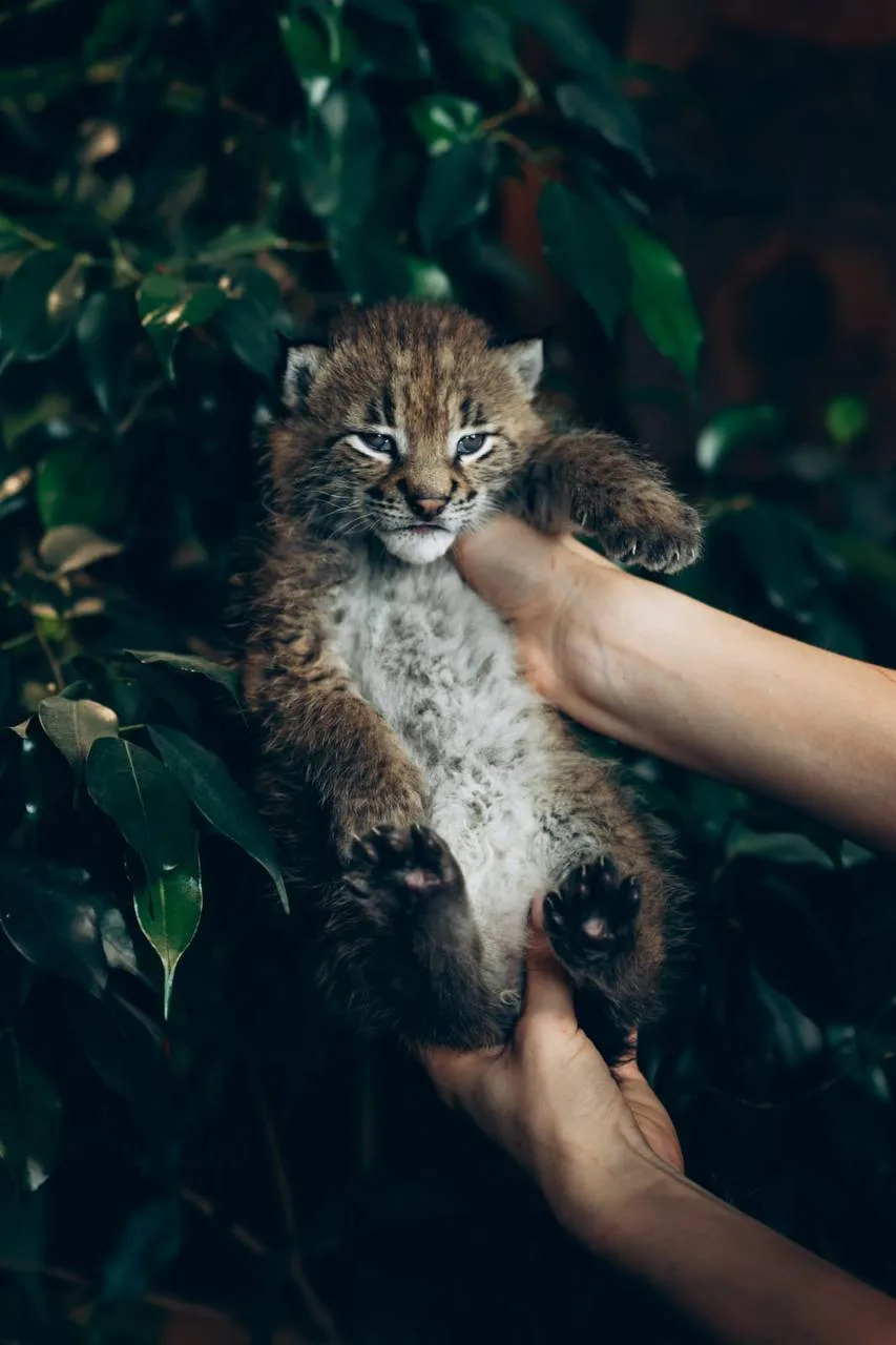 Ну какие же они нереальные, я так скучаю по котяткам😍 там кстати мальчик еще ищет свои...