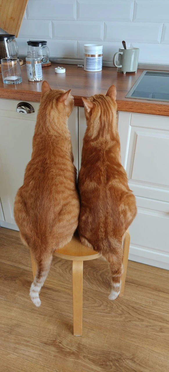 Муж: просто пьет бады перед тренировкой.
Коты: 

#личныефото #кототерапия

Читай в МАХ или в Telegra