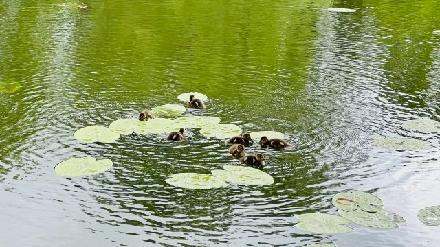 Ярославцам рассказали о погоде во второй половине июня

👉 https://soroka-news.ru/yaroslavczam-rassk