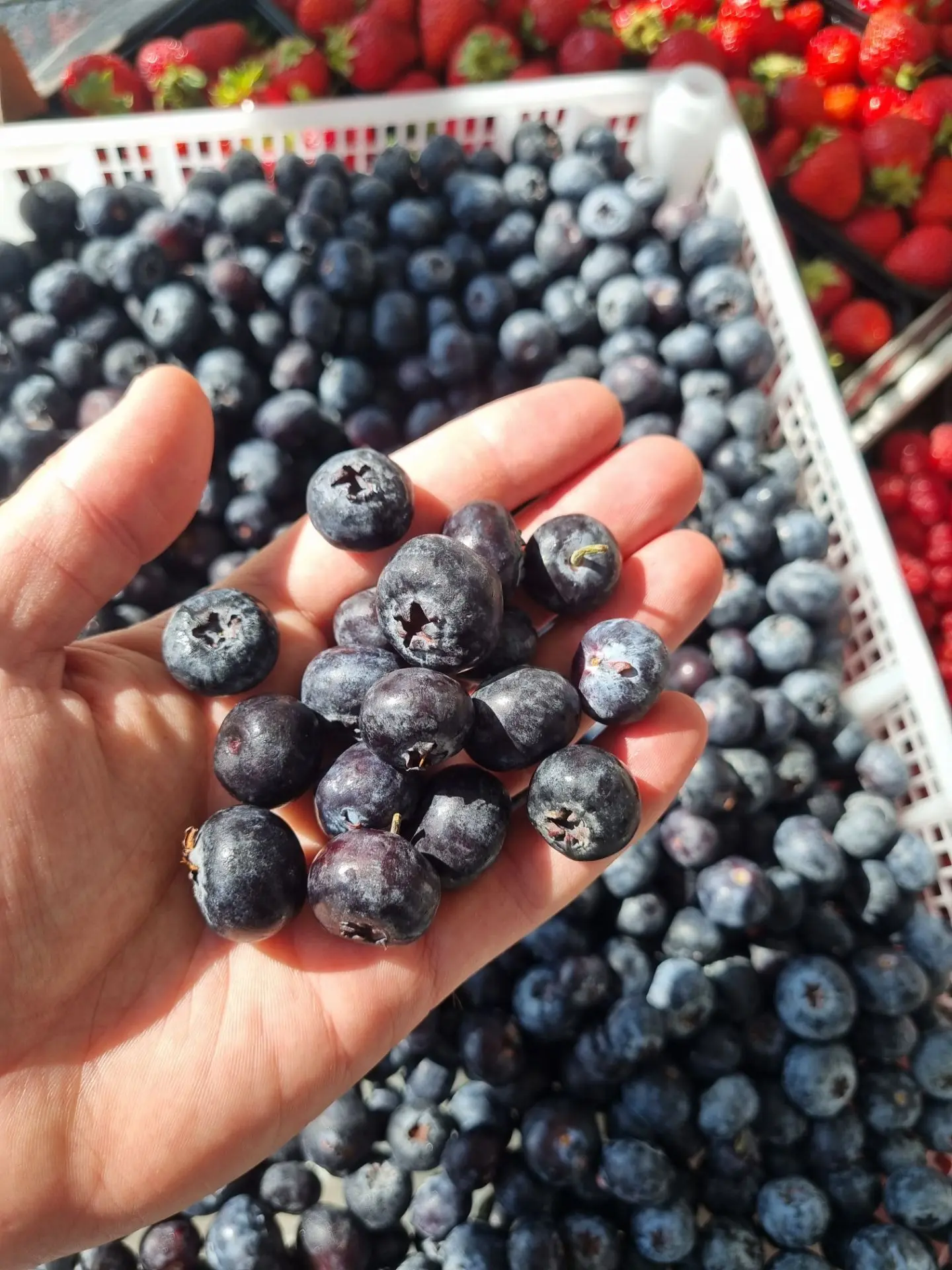 Крупная сладкая голубика из Перу в новой поставке ягоды 🍓