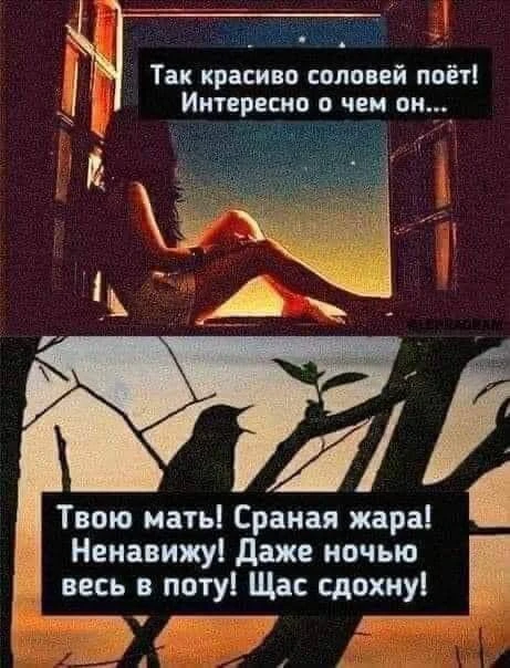 Кукуха в отъезде 🐦