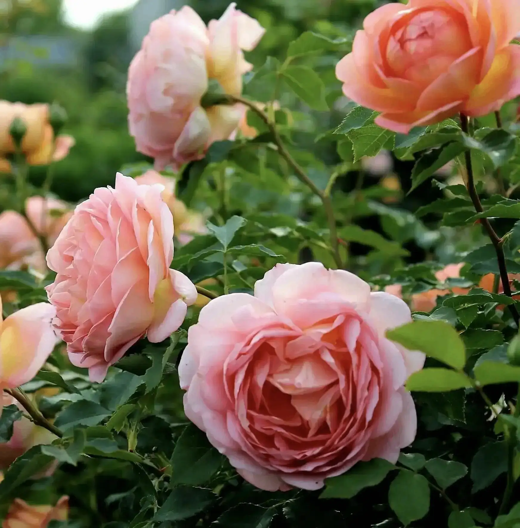 Болезни роз: как распознать и вылечить 🌹