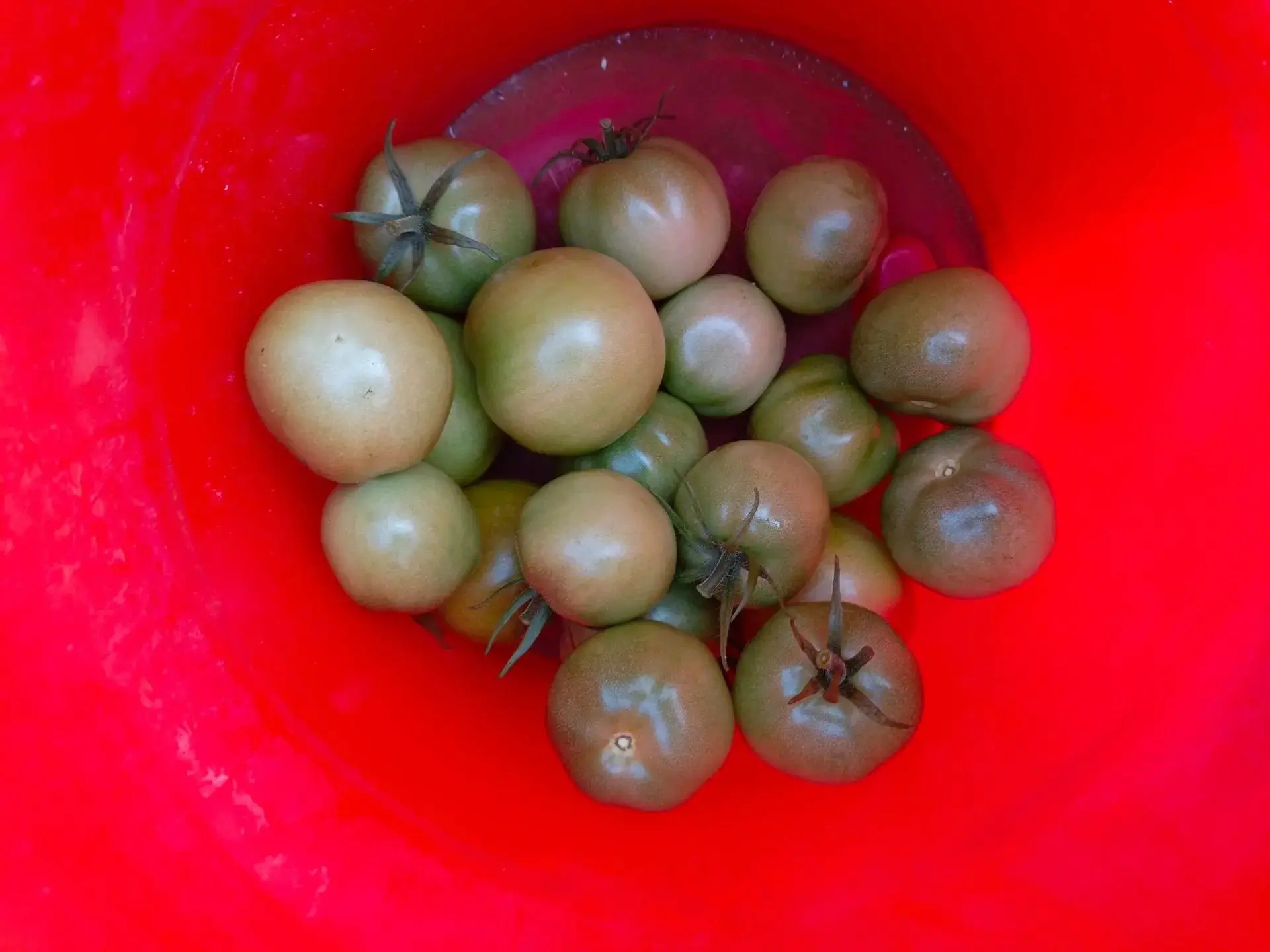 ДОЖДАЛИСЬ! 🍅🎉❤️Помните, мы обещали показать урожай томатов? Так вот — ОН СОЗРЕЛ! 🍅Наша школьная т