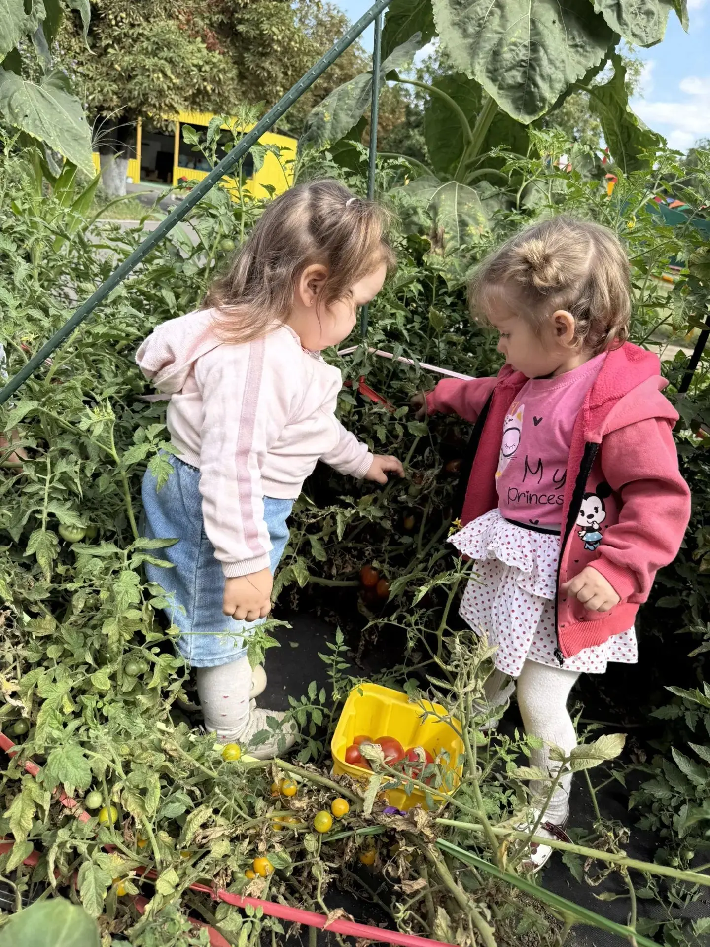 🍂🍁🍃Осенняя пора в ДОУ: сбор урожая на учебно-опытном участке🍅🫑🌶🥒🥕🫛.