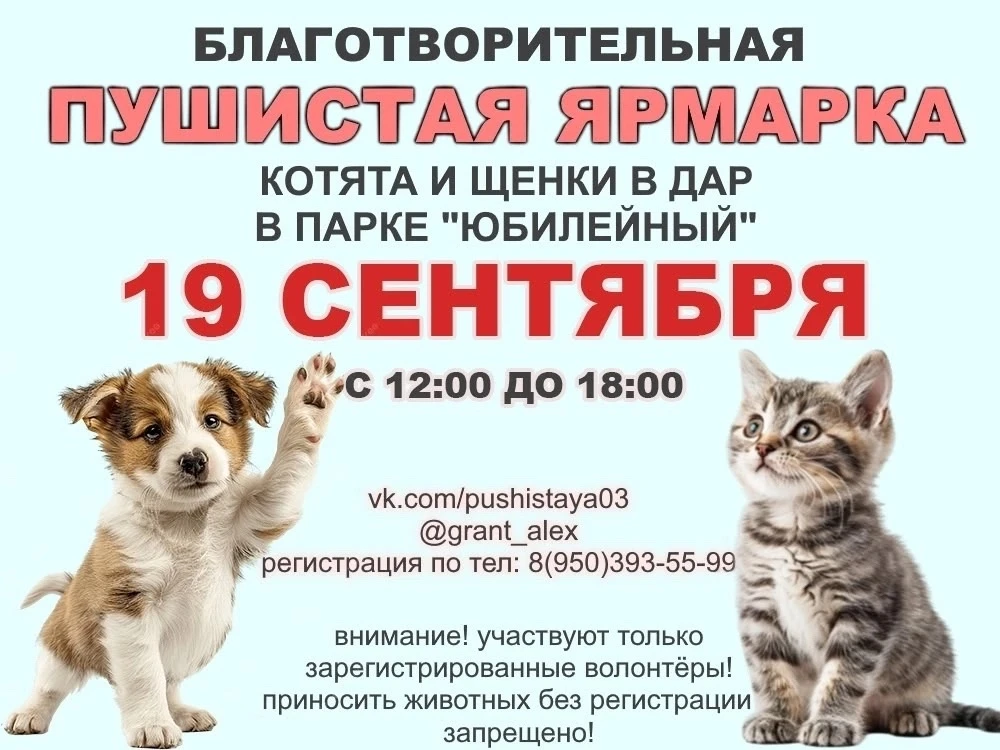 Жители Улан-Удэ могут обрести пушистого друга