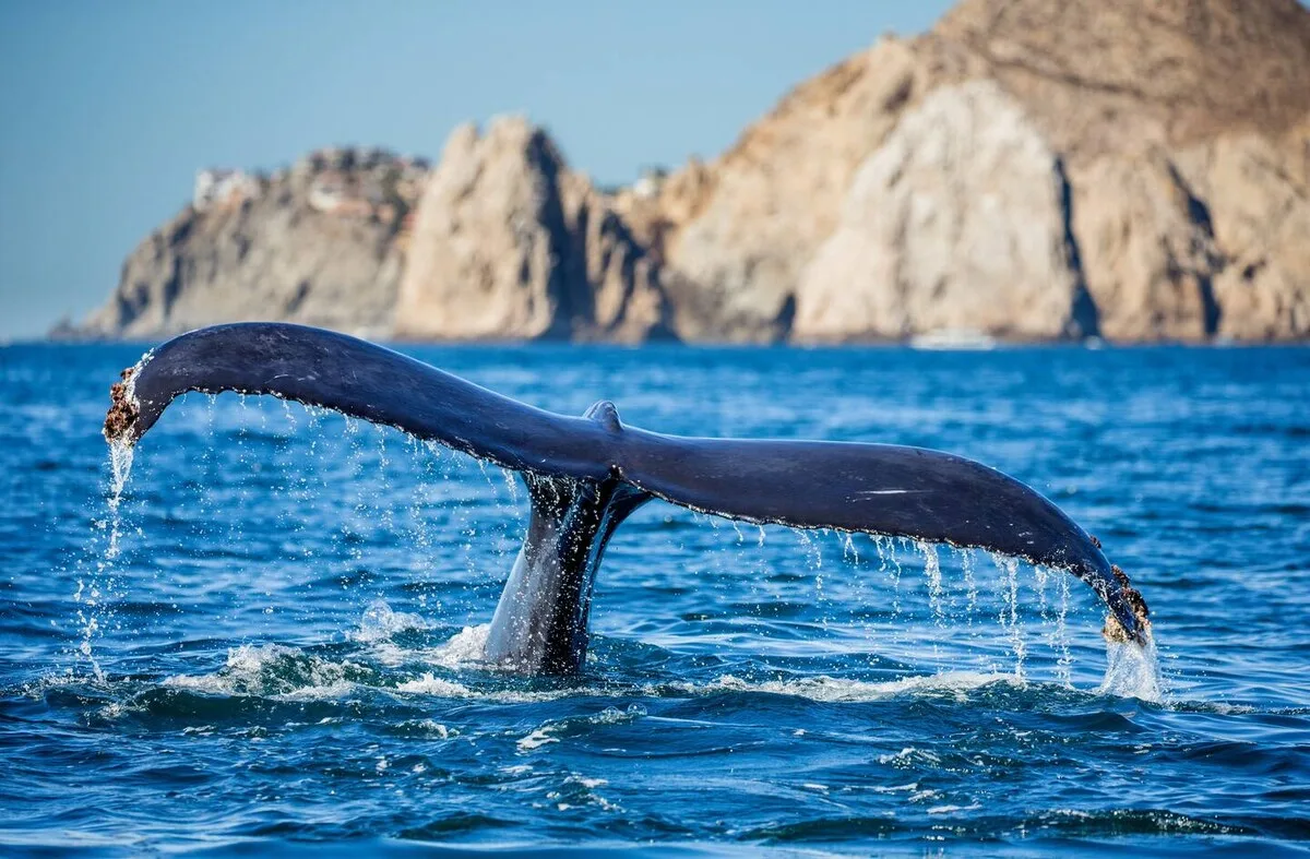 🐳 *Сезон китов в Южной Африке:* идёт набор дополнительной группы по четырём странам юг...