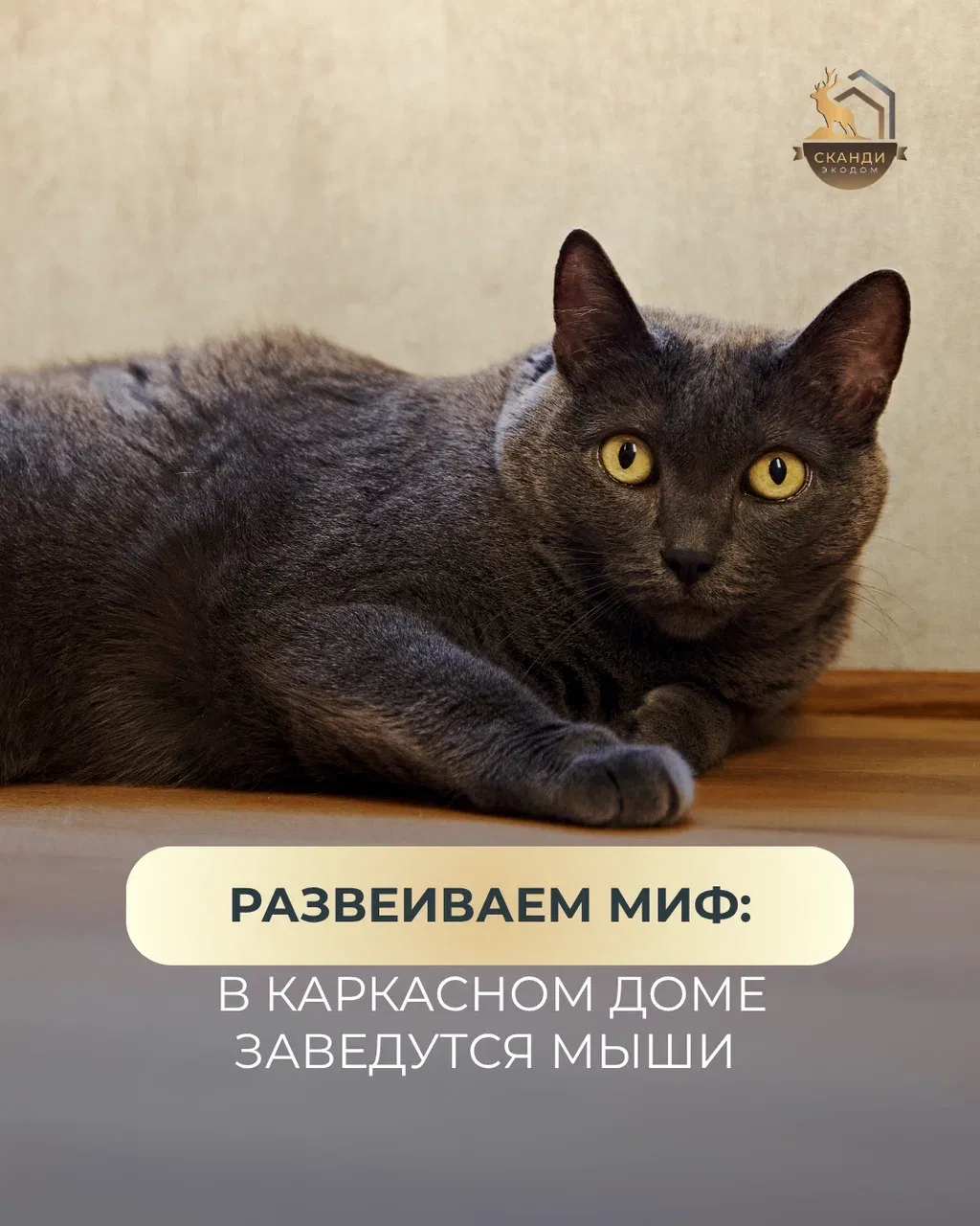 Развеиваем миф: в каркасном доме обязательно заведутся мыши 🐀