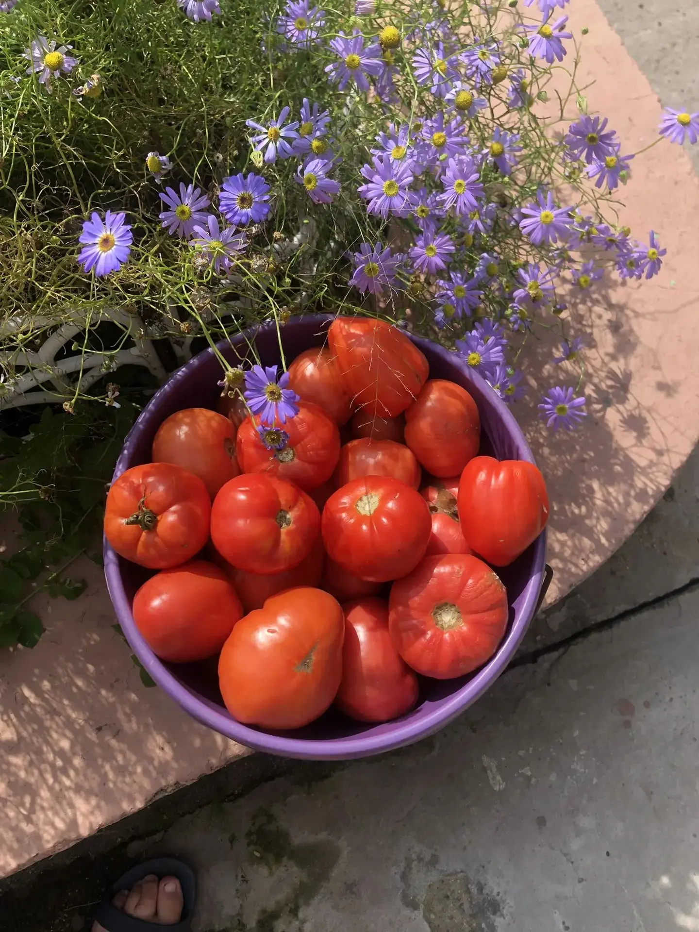 Продам салатные, мясистые, сладкие помидоры. Цена 350 руб./кг. Самовывоз район ул. Амур...