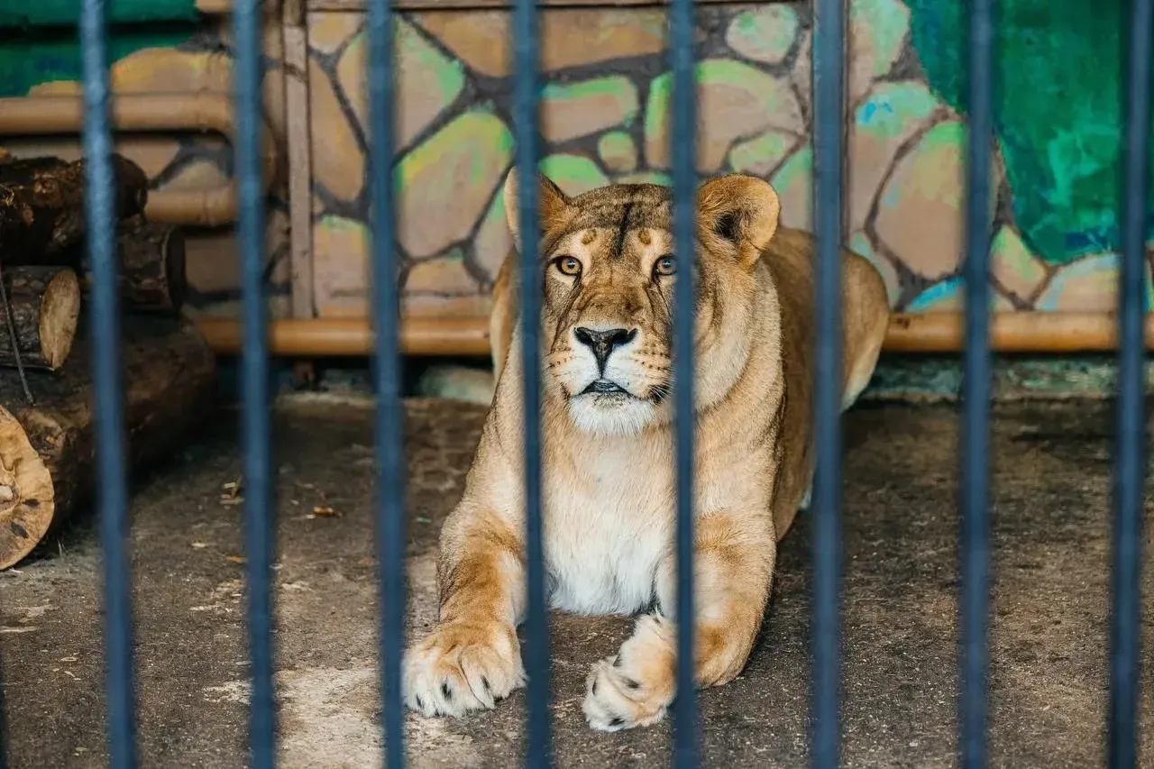 🐯 Полосатый праздник удался! В Липецком зоопарке отметили День тигра!

Главные герои — Шер и Оззи: 