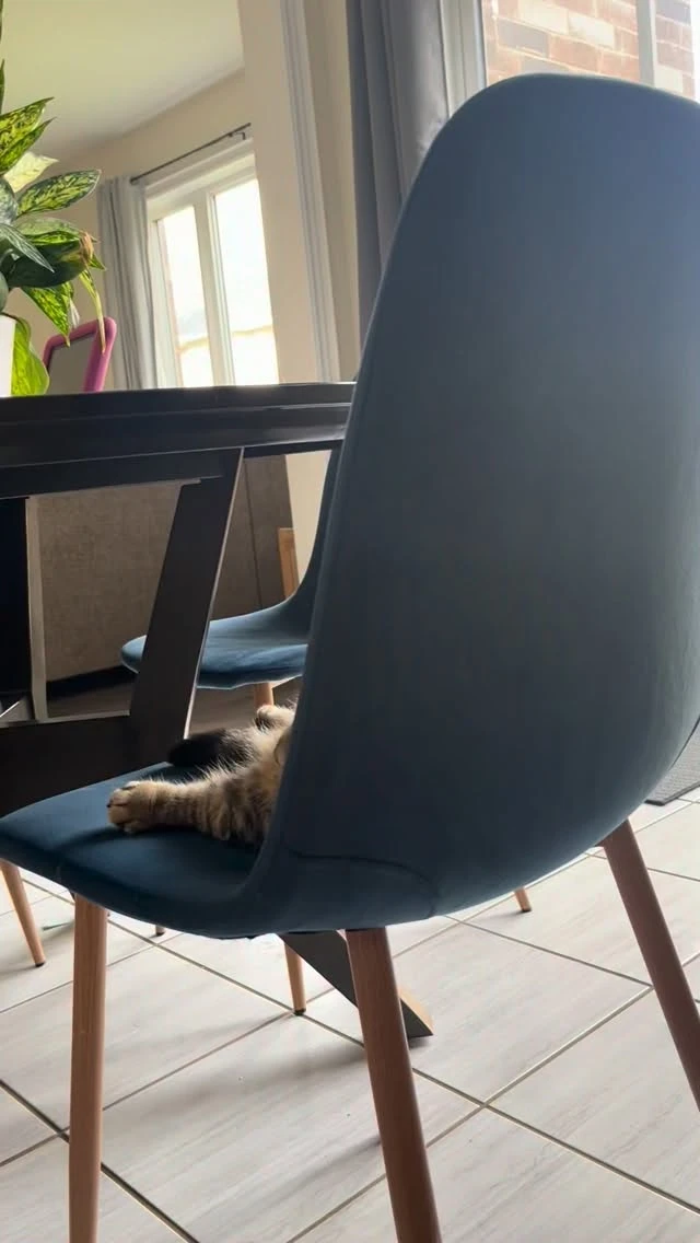 😺Милые котики