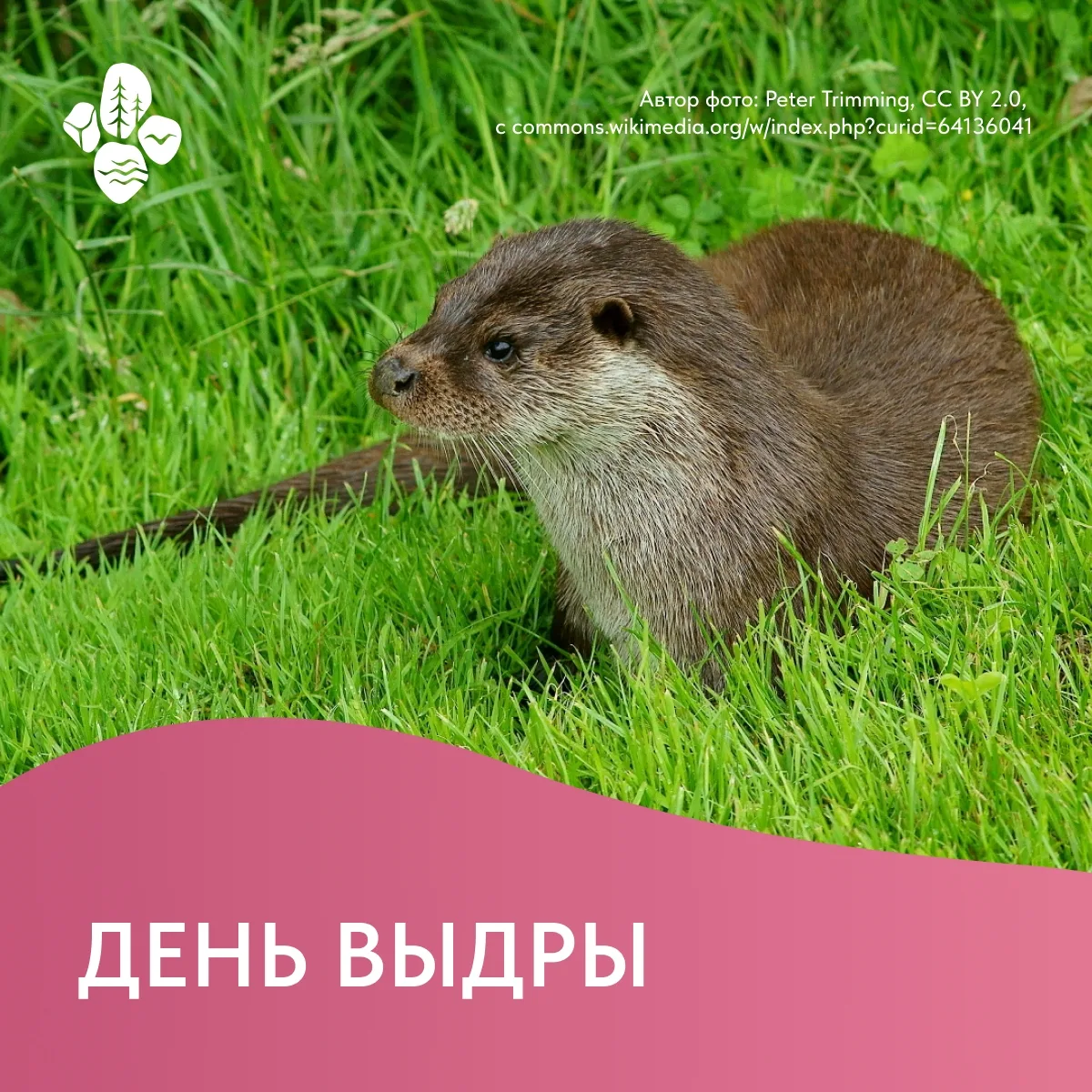Последняя среда мая – День выдры! 🦦