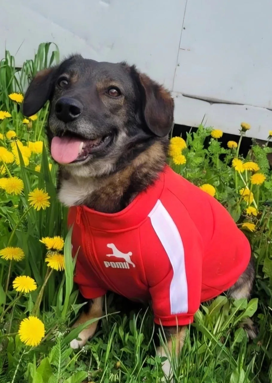 Когда боец вдали от дома, о его питомце позаботятся профессионалы❤️