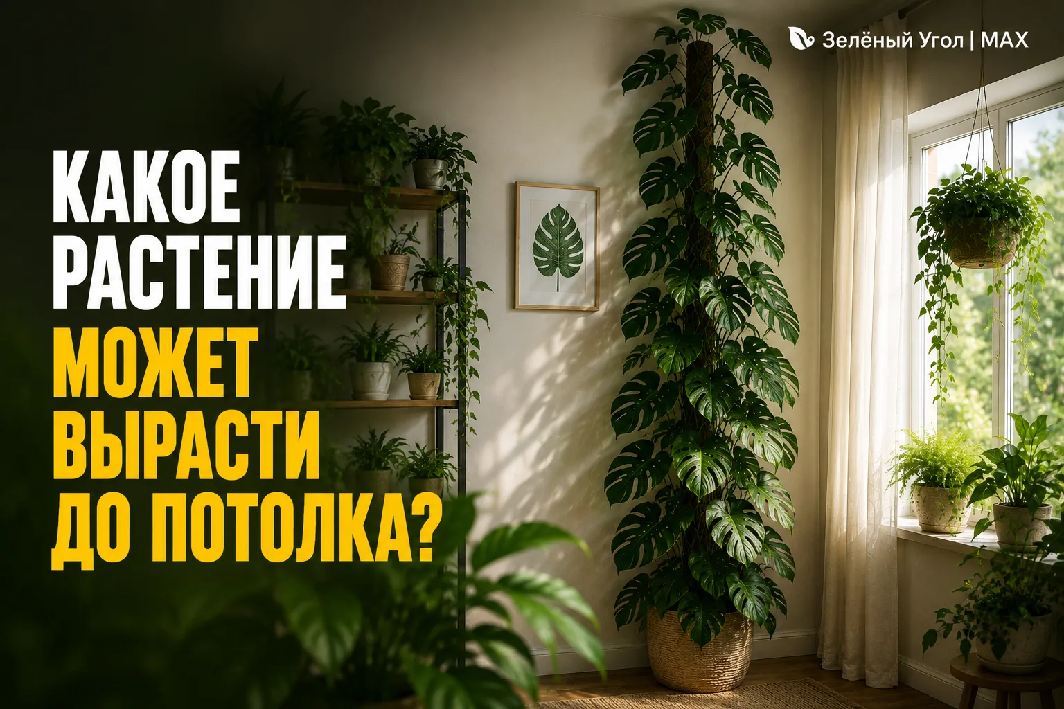 🌿 КАКОЕ РАСТЕНИЕ МОЖЕТ ВЫРАСТИ ДО ПОТОЛКА?
 
Некоторые комнатные растения растут очень быстро.
 
Мо
