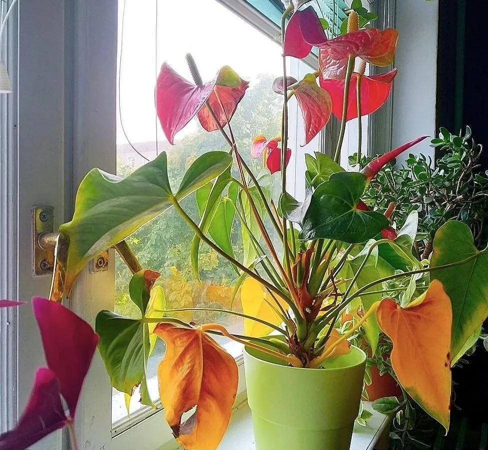 Пожелтение листьев у антуриума🌱