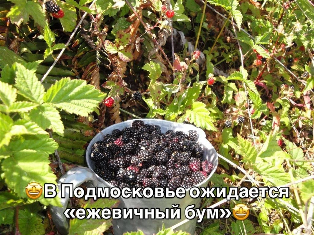 🤩В Подмосковье ожидается «ежевичный бум»🤩
