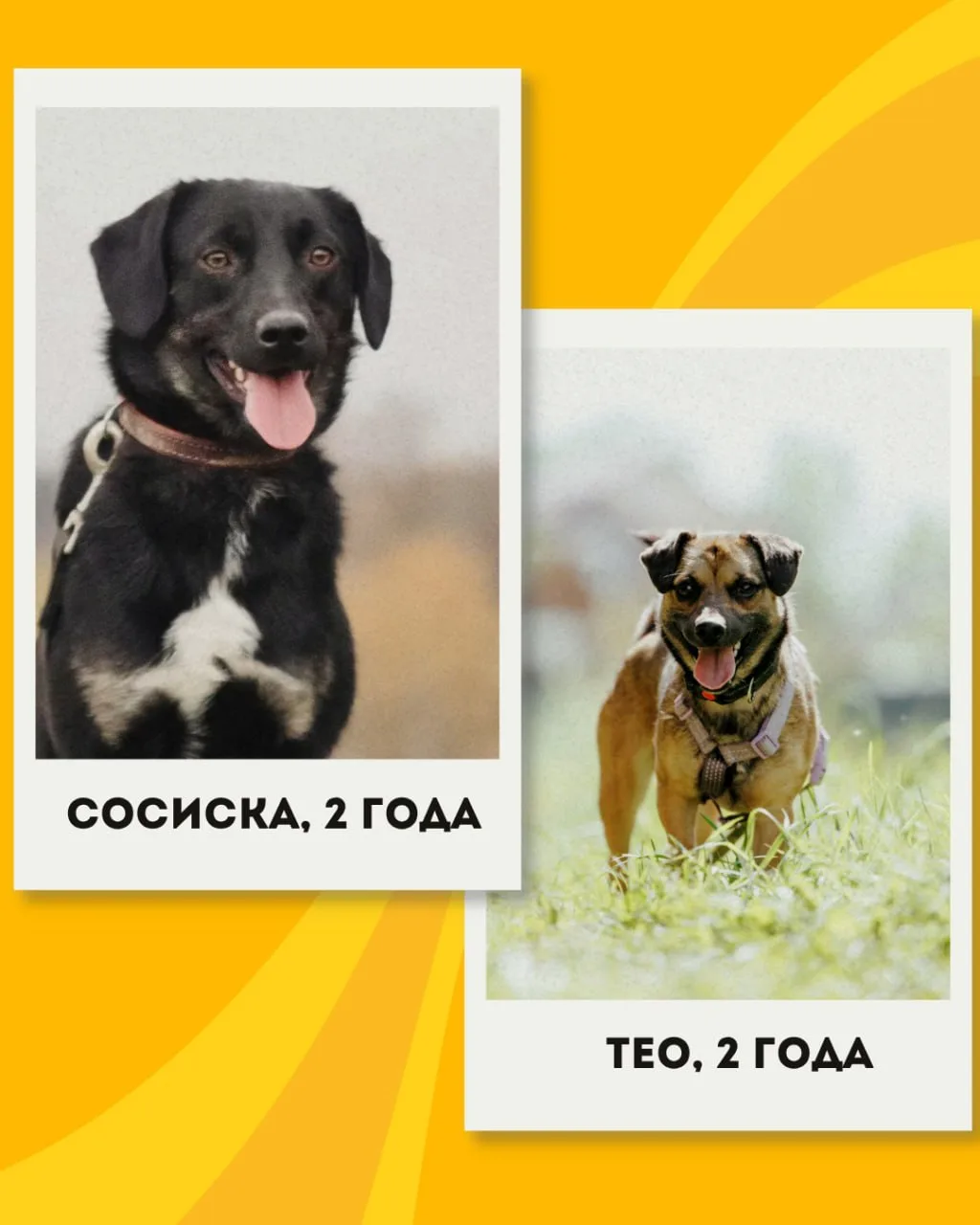Завтра на фестивале - вдвое больше хвостиков!