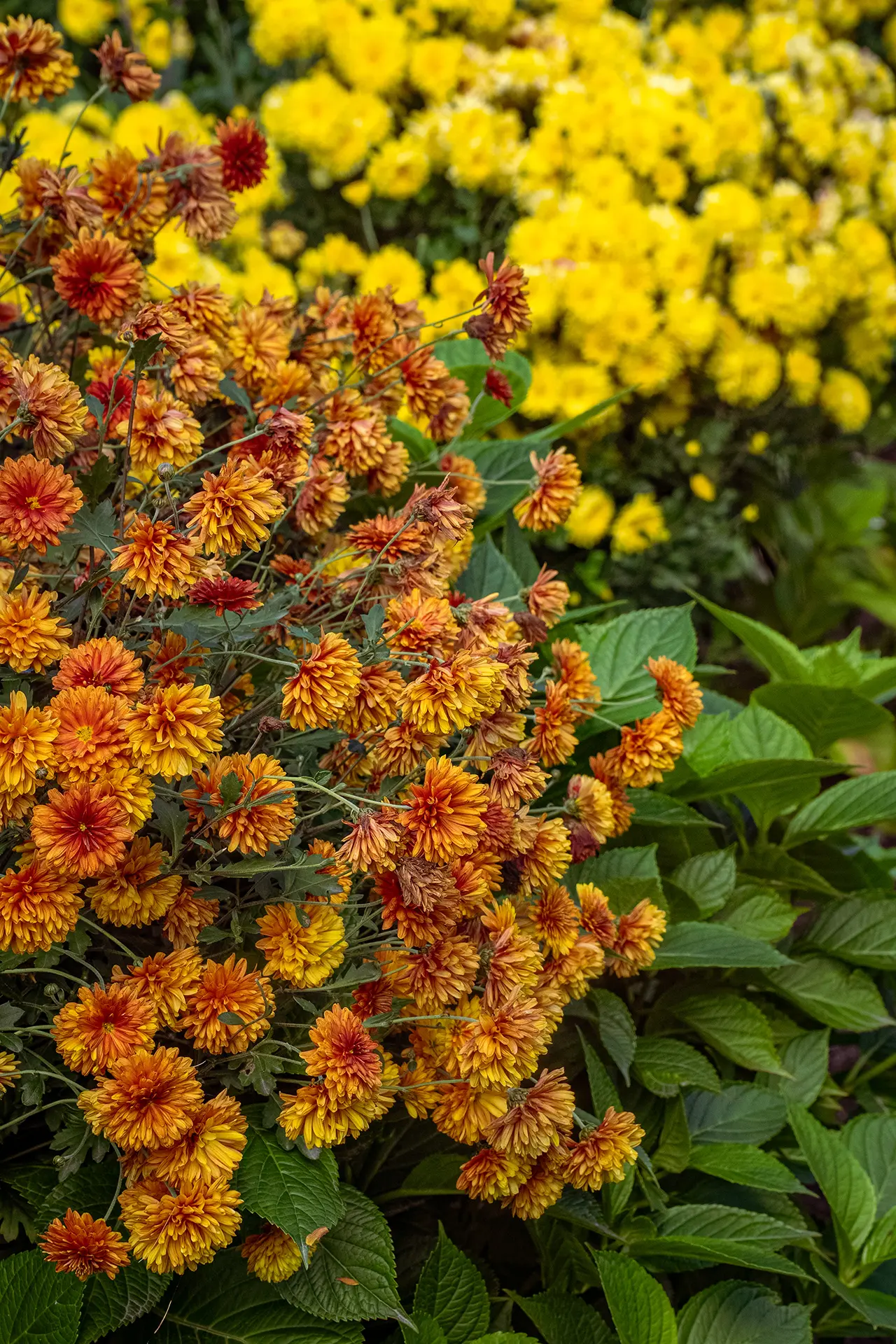 🌺 Красивый понедельник
