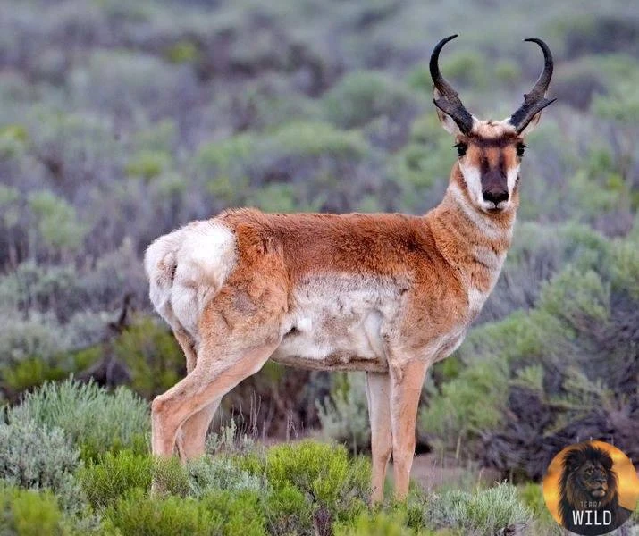 🦌 Второе место в скорости среди наземных животных принадлежит вилорогу (вилорогая анти...