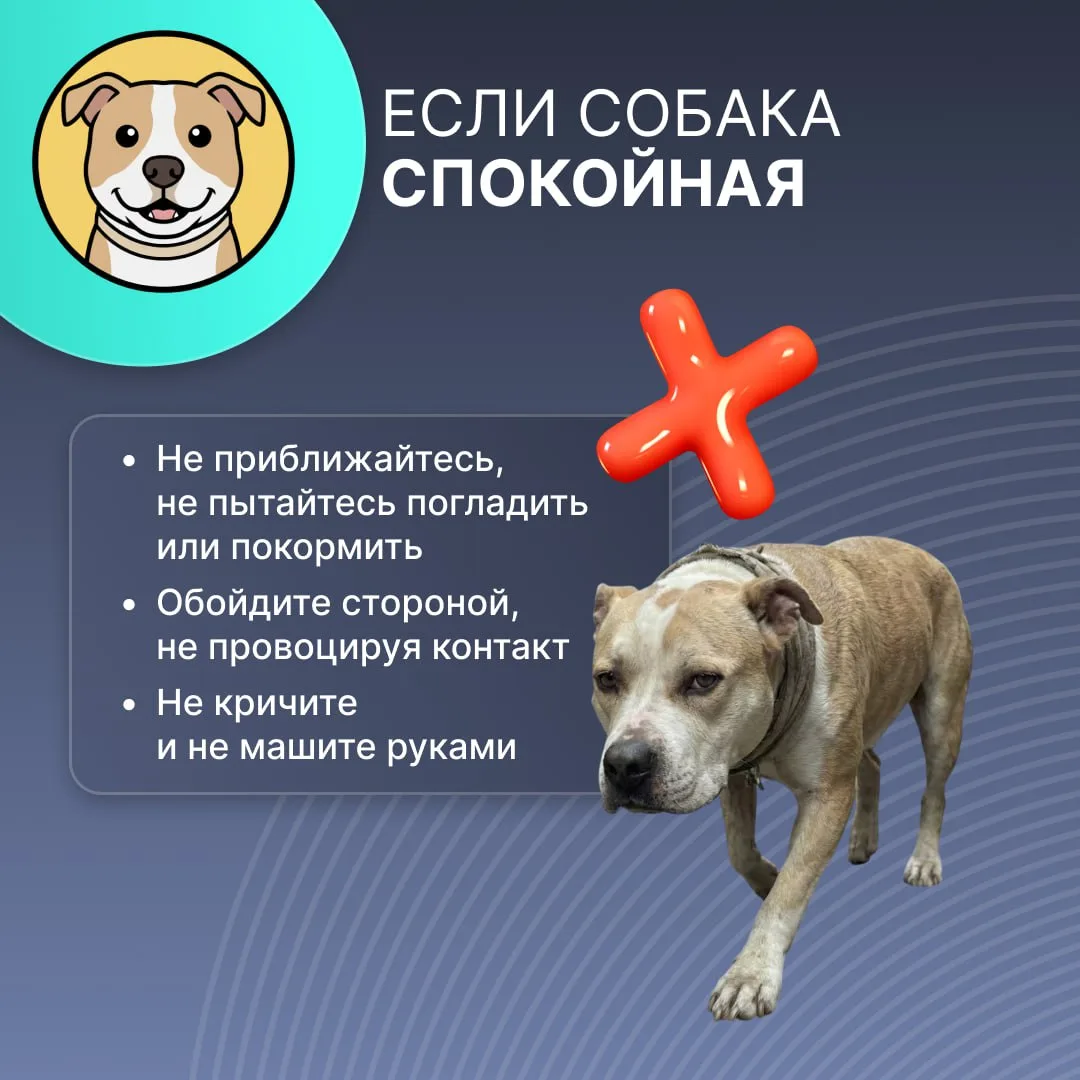 Что делать, если встретил на улице бродячую собаку?   Всю важную информацию рассказали в карточках. 