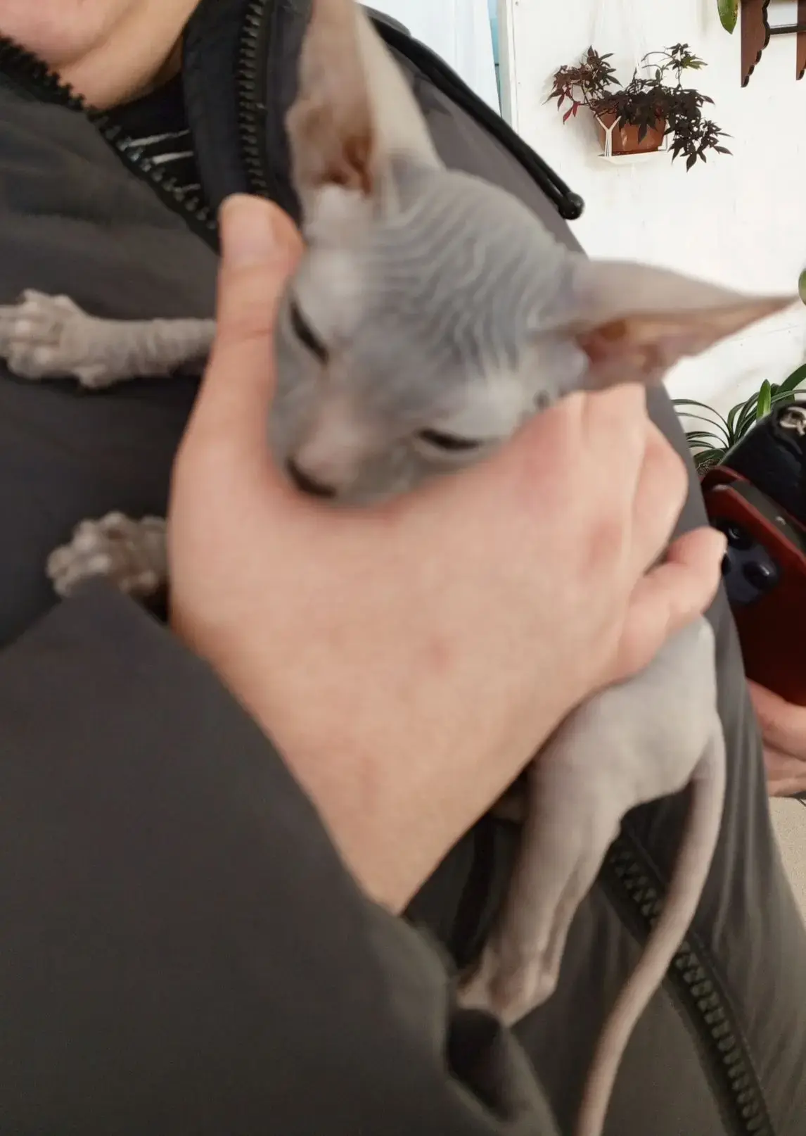 Сегодня на амбулаторном приеме был очаровательный котенок сфинкс. Имя ему еще не дали. ...