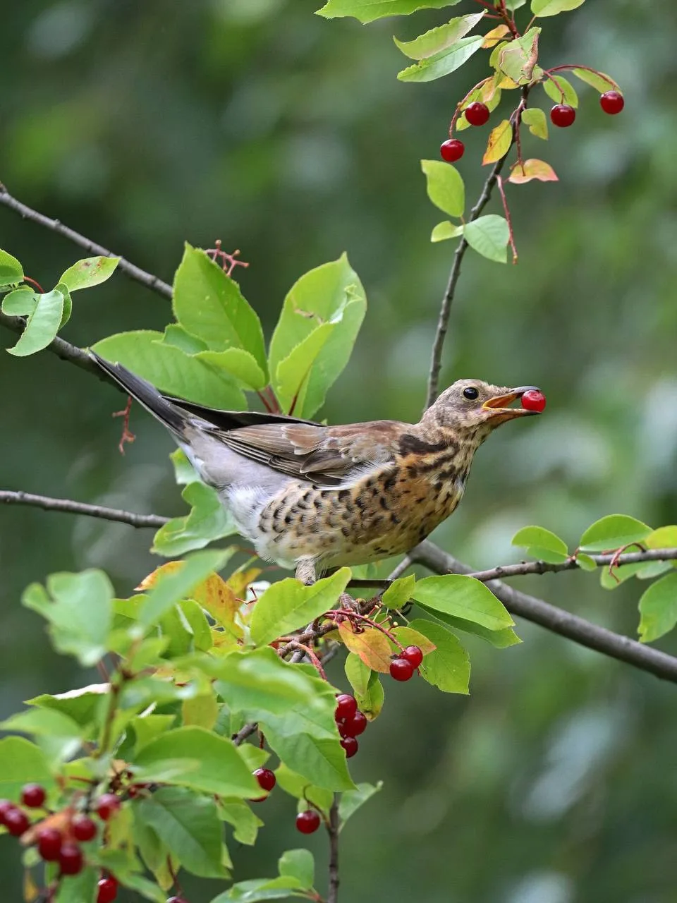 Любители ягод 🐧🍒

Молодые чёрные дрозды и дрозды рябинники уже во всю дегустируют поспевающую черё