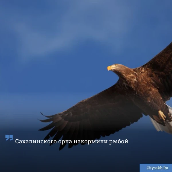 🦅 Сегодня, 27 июня, в редакцию Citysakh.ru было прислано видео кормления орла на сахал...