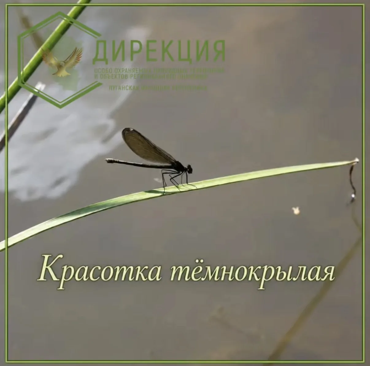 Украшение наших заповедных урочищ — стрекоза Красотка тёмнокрылая