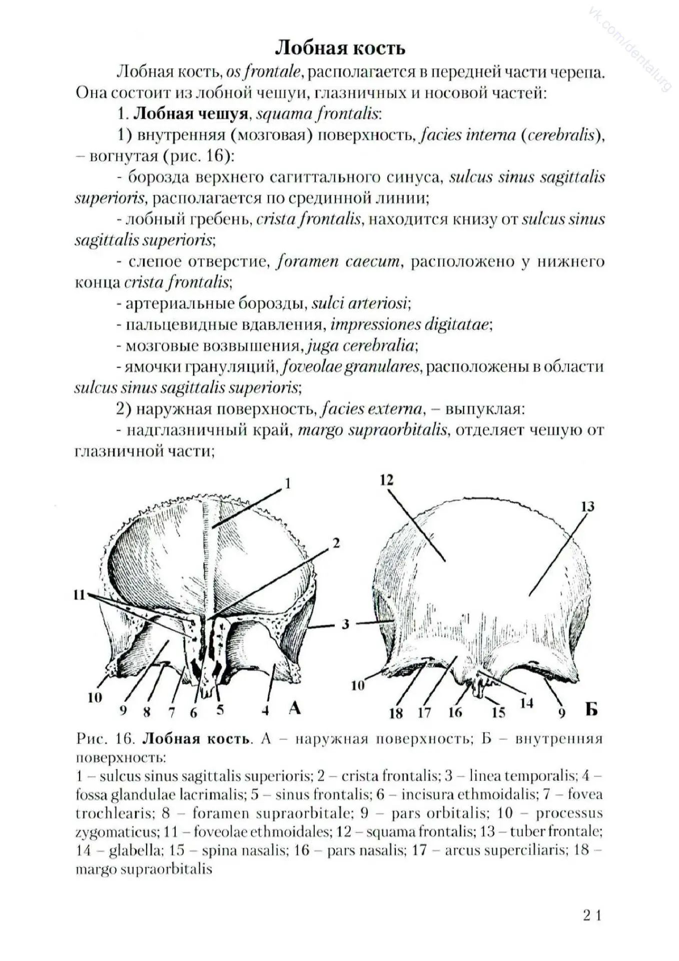 Лобная кость черепа
