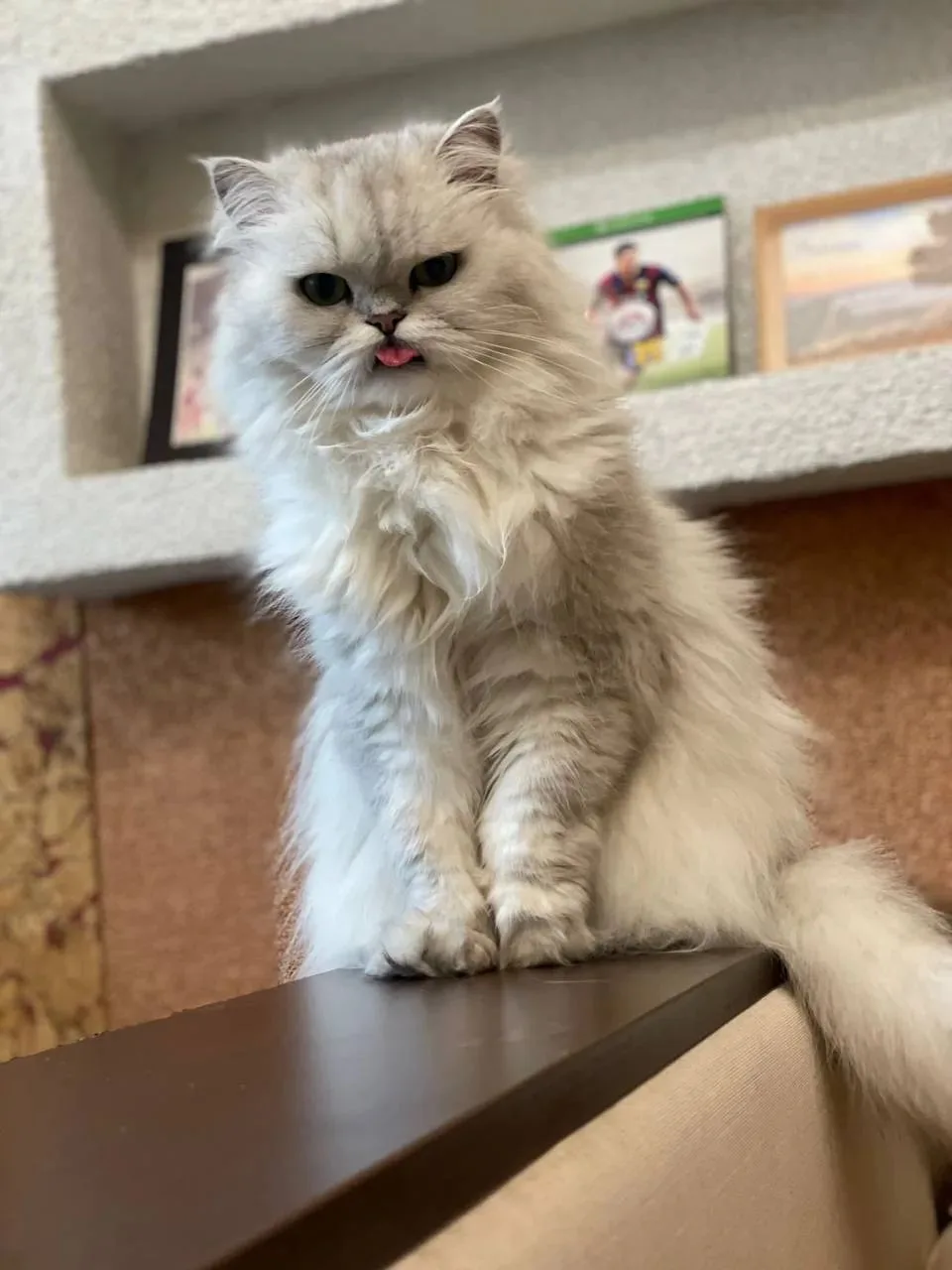 Как вам котик?