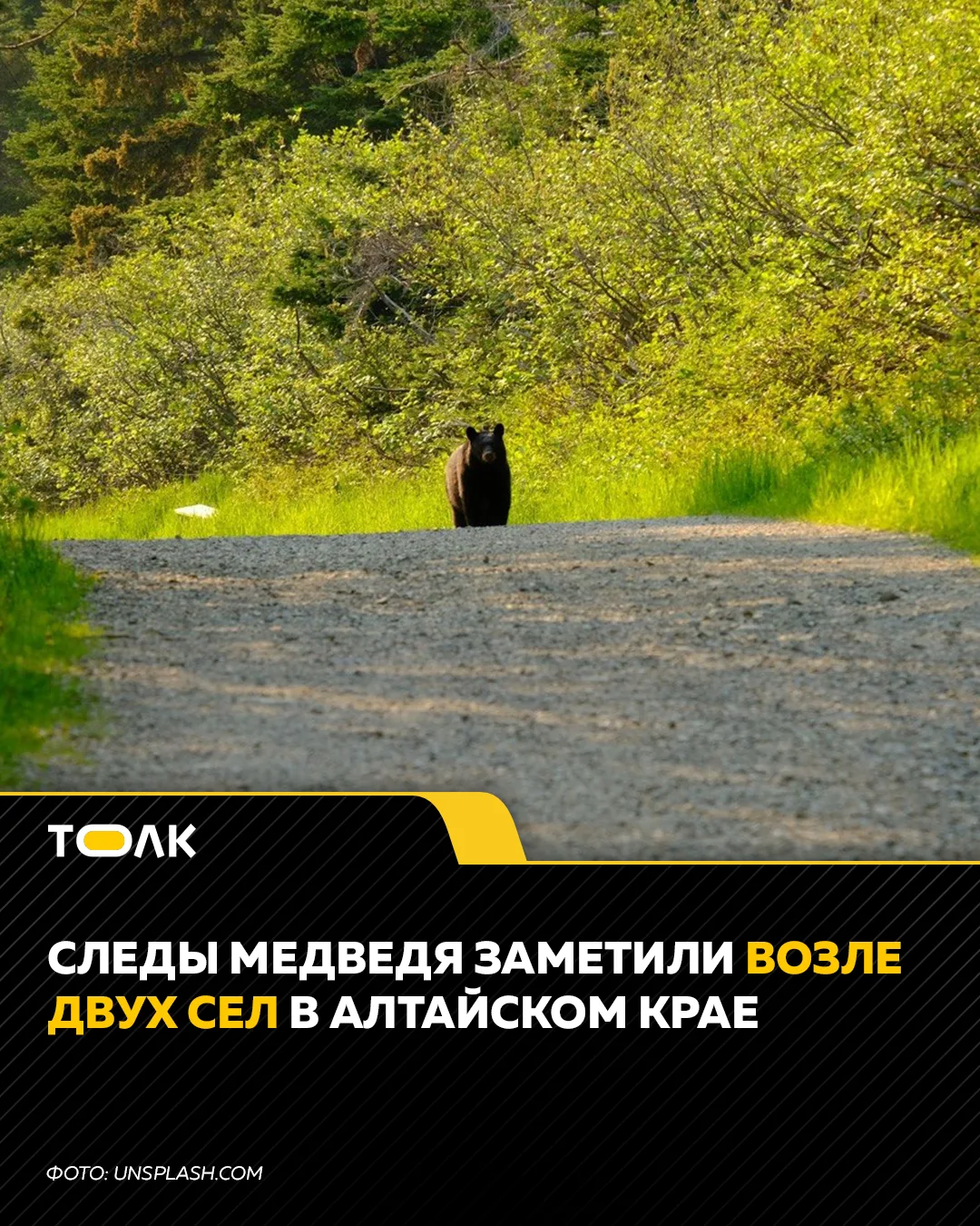 Следы медведя заметили в Первомайском районе Алтайского края