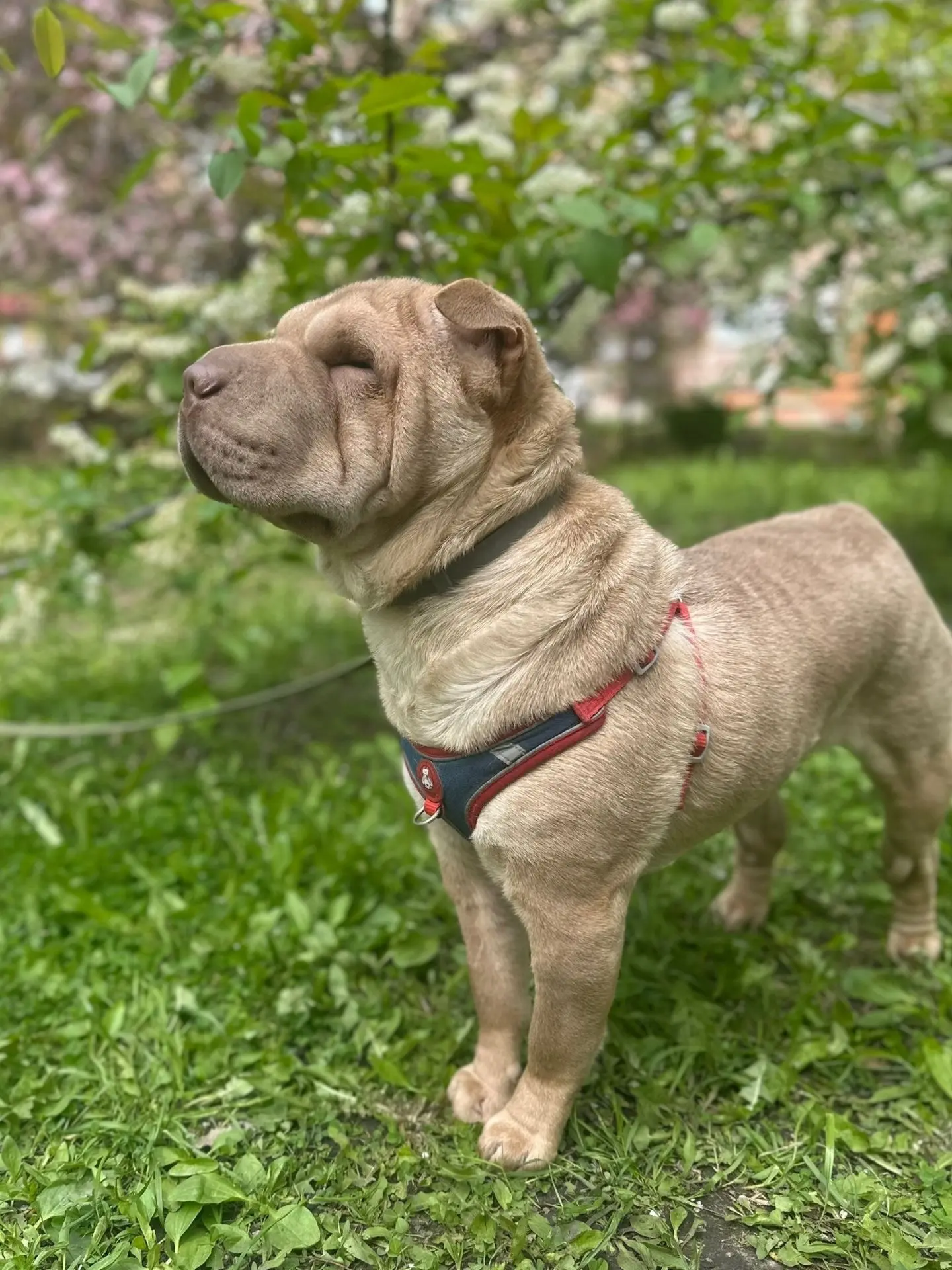 Верба ДОМА! 🎉🐾