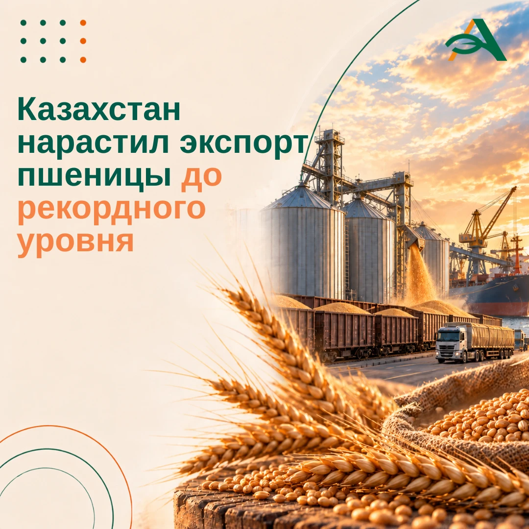 🔸 Казахстан поставил за рубеж рекордный объем пшеницы