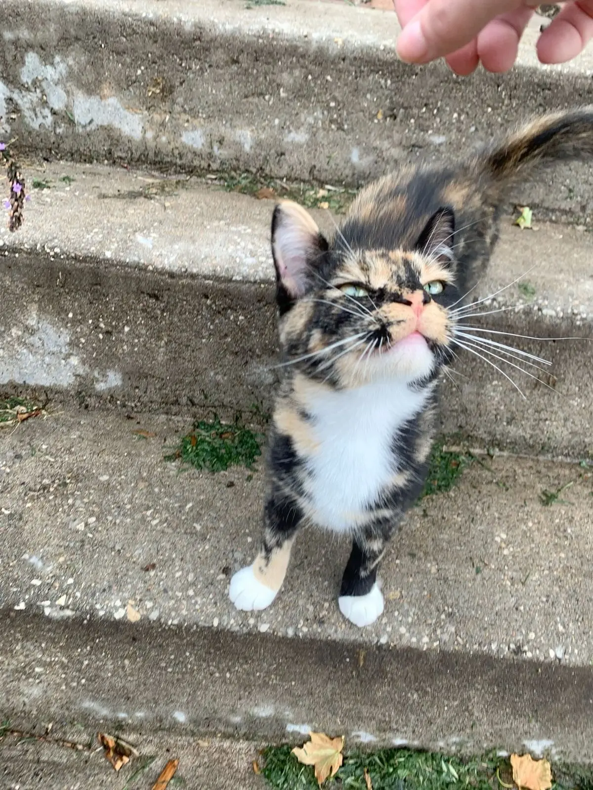#КотикПодписчика 🥰