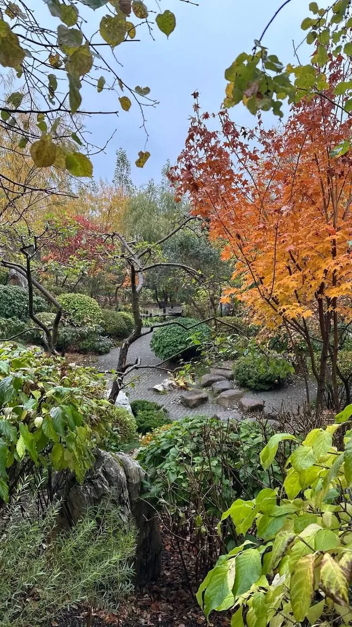 Японский сад 🍂