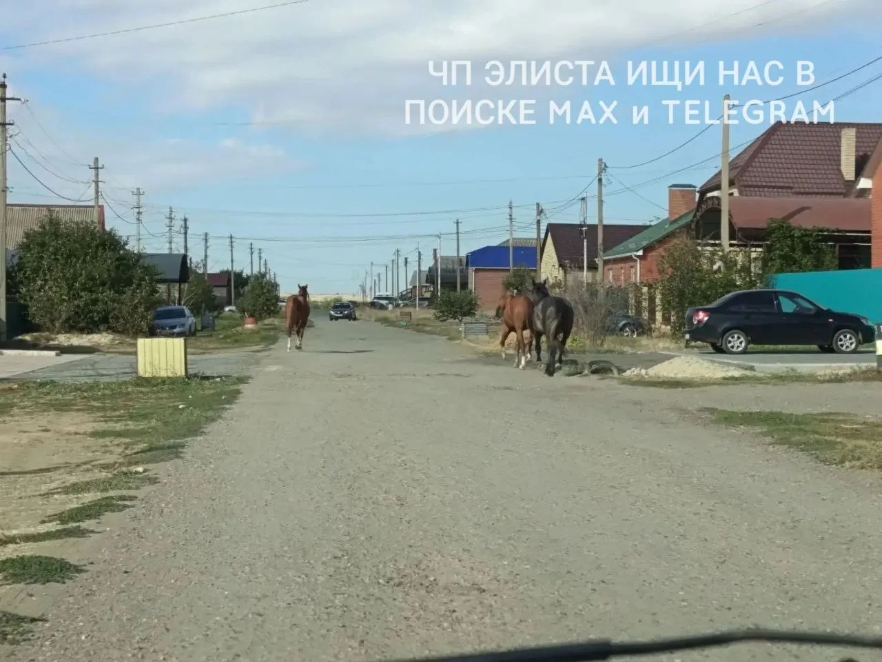 ❗️От подписчика : Время около 10 утра, на улице Тогтун пасутся лошади, может с ипподром...