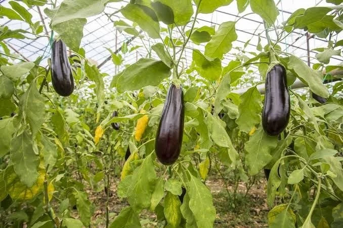 Подкормка баклажанов в теплице для богатого урожая 🍆