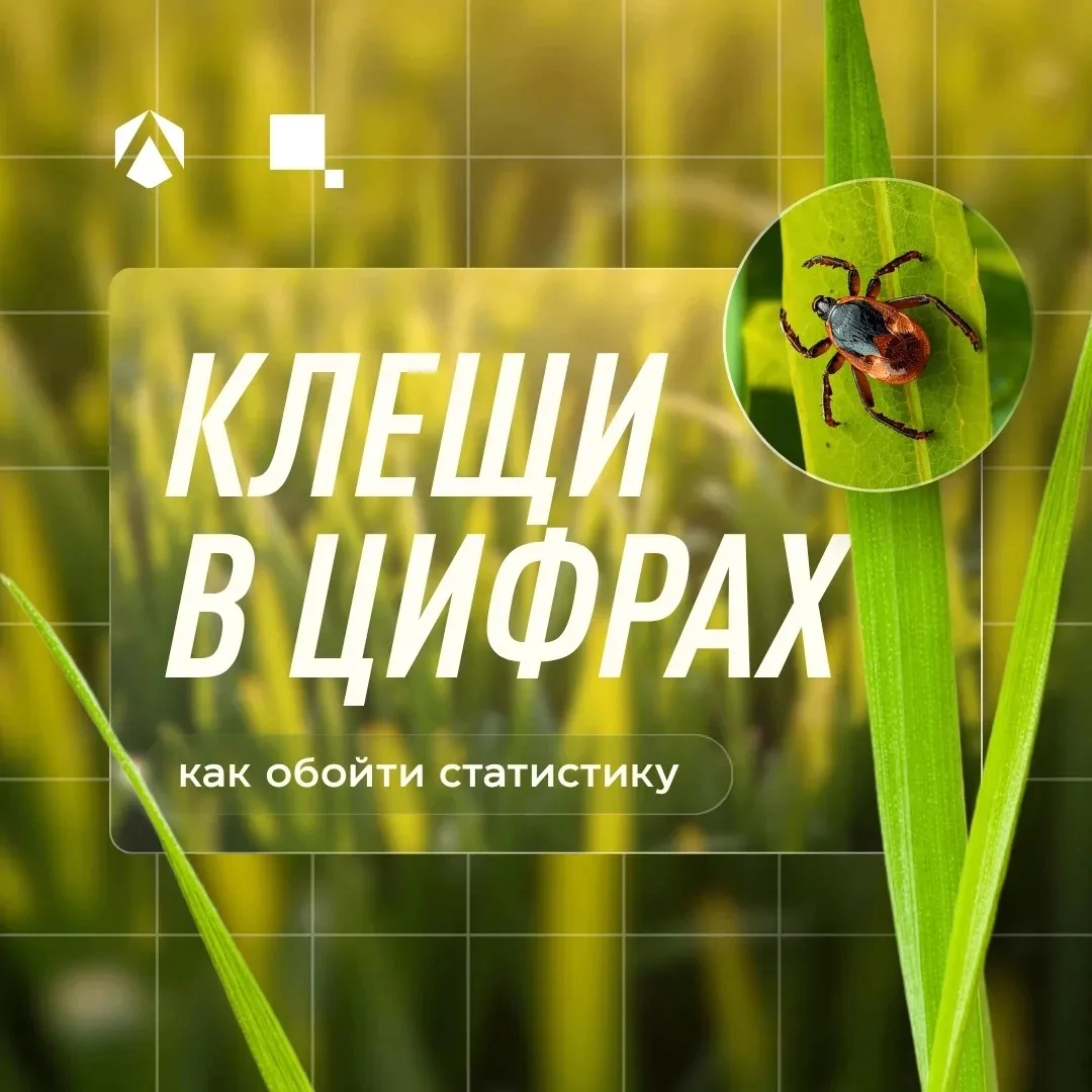 Статистика тоже кусается 🕷️

Специалисты исследовали уже около 3000 клещей, 517 из них оказались за