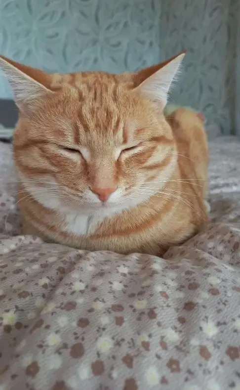Раднаева Аяна, 2 класс