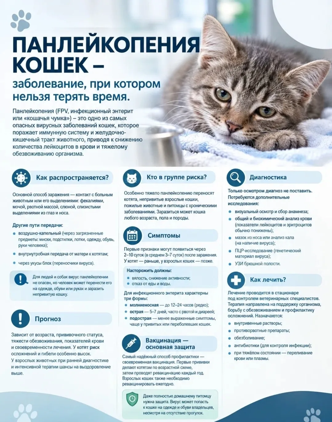 📌 ПАНЛЕЙКОПЕНИЯ КОШЕК — ЗАБОЛЕВАНИЕ, ПРИ КОТОРОМ НЕЛЬЗЯ ТЕРЯТЬ ВРЕМЯ