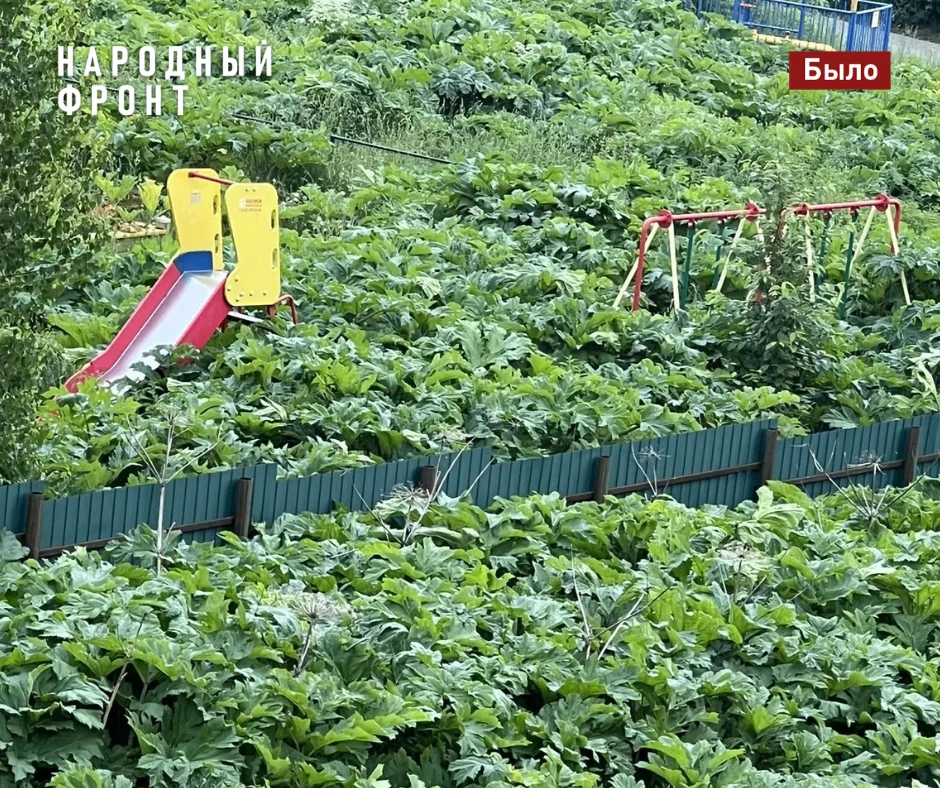 В поселке Ключи справились с борщевиком. Помогли два сигнала Народного фронта.
 
На публикацию Народ